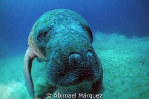 Close encounter with the Manatee by Abimael Márquez 